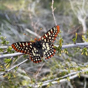 Meet your Posher, Mia